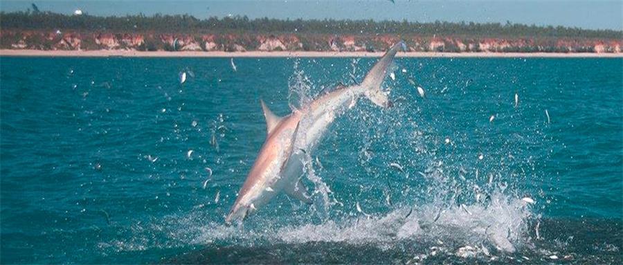 1598337909863397.jpg 1598337909863397.jpg